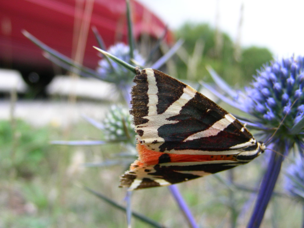 Polyommatus (Polyommatus) thersites